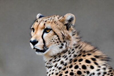Cheetah profile on gray background