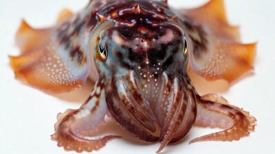 Colorful Cuttlefish on White Background