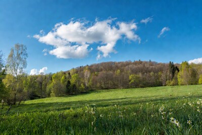 Green meadow with daisies and forested hill