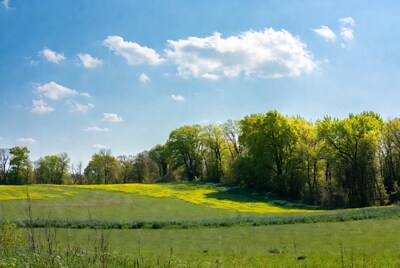 Yellow canola field with green trees