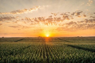 Sunset over cornfield rows