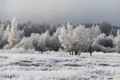 Frost-covered trees in snowy field