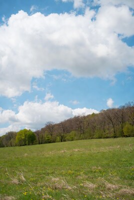 Green meadow with dandelions under cloudy sky