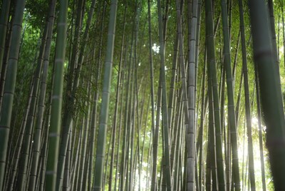 Tall Bamboo Forest with Sunlight
