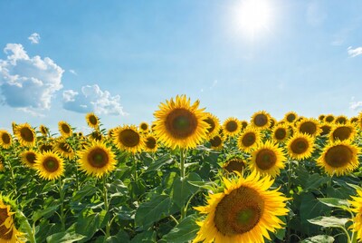 Sunflower Field Under Blue Sky
