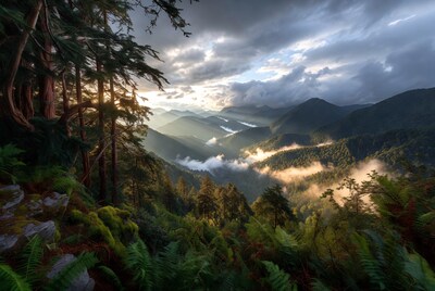 Misty Mountains with Sunbeams and Forest