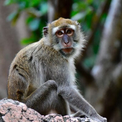 Long-tailed macaque sitting on rock