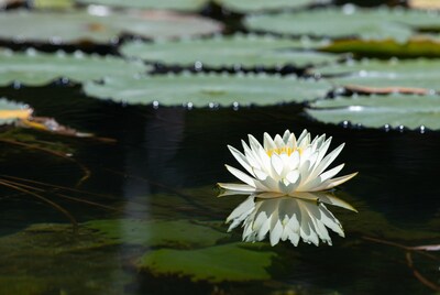 White lotus flower on water