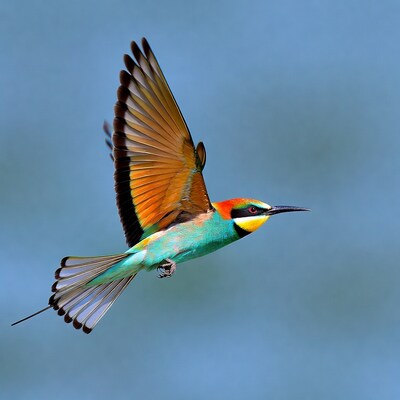 Bee-eater bird flying in sky
