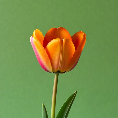 Orange tulip on green background