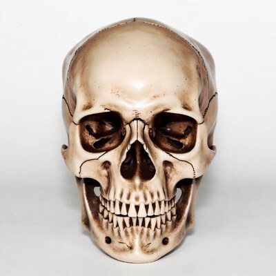Human skull on white background