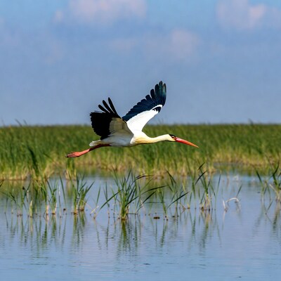 Yellow-billed stork flying over marsh
