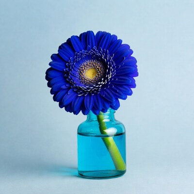 Blue Gerber Daisy in Blue Vase