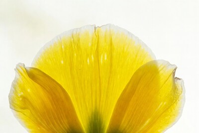 Yellow Tulip Petals Closeup