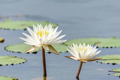 White water lilies on pond