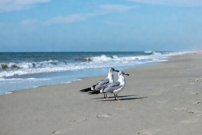 Two seagulls standing on beach