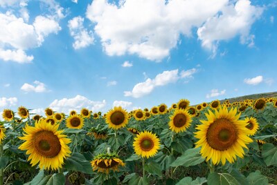 Sunflower Field Under Blue Sky