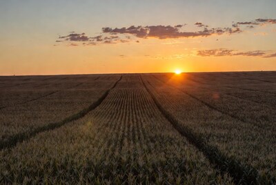 Sunset over cornfield rows