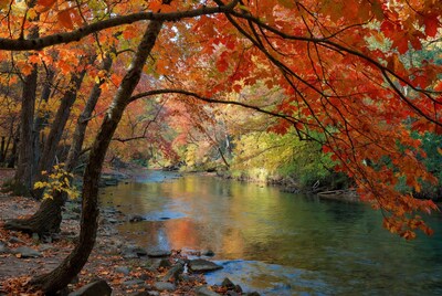 Autumn River with Red Maple Trees