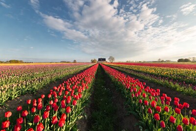 Colorful Tulip Fields with Black House
