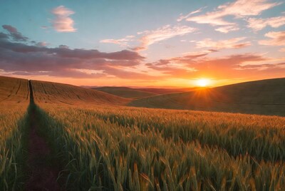 Wheat Field Path at Sunset