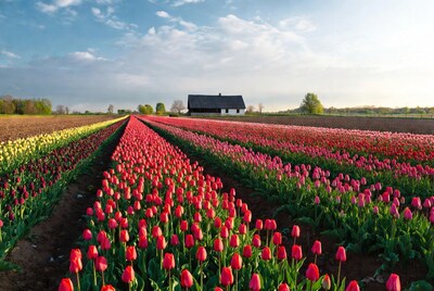 Colorful Tulip Fields with Barn