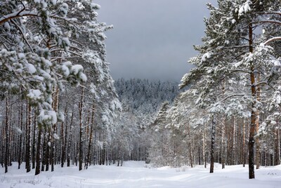 Snowy Pine Forest Path