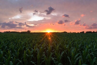 Sunset over cornfield