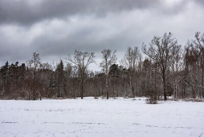 Snowy Forest with Bare Trees Under Gray Clouds
