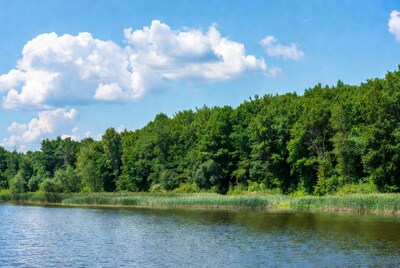 Lake with reeds and green forest