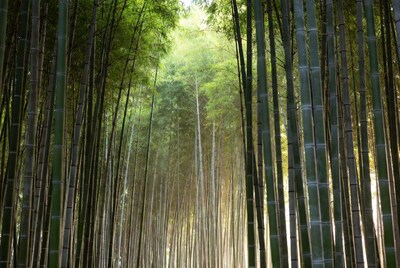 Bamboo Forest Path Sunlight
