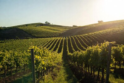 Vineyard Rows at Sunset