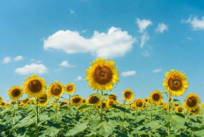 Sunflower field under blue sky