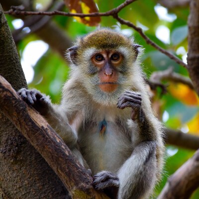 Vervet monkey on tree branch