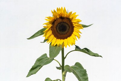 Sunflower on white background