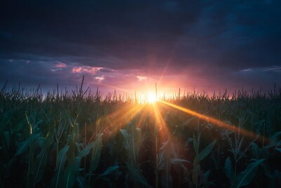 Sunset over cornfield with sun rays