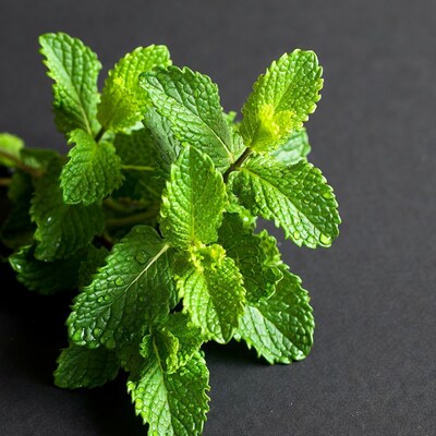 Fresh Mint Leaves with Dew