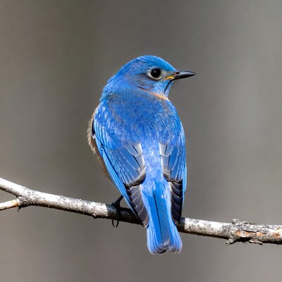 Eastern Bluebird perched on branch