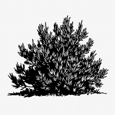 Dense bush silhouette illustration