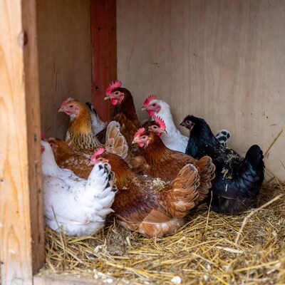 Chickens in wooden coop nest
