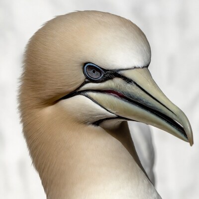 Nazca Booby Bird Profile