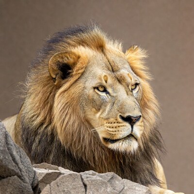 Lion resting on rock
