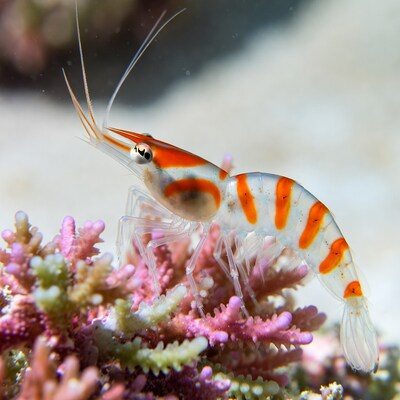 Orange Striped Shrimp on Coral