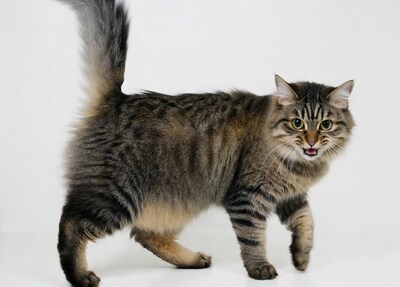 Tabby cat hissing on white background
