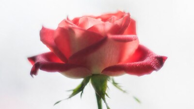 Red Rose with Dewdrops