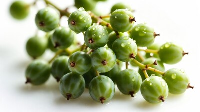 Green gooseberries with water droplets