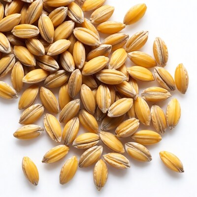 Barley Grains on White Background