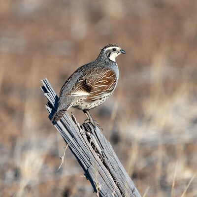 Scaled Quail perched on fence post