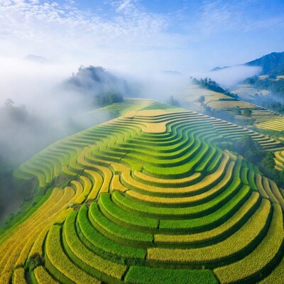 Terraced rice fields in mist