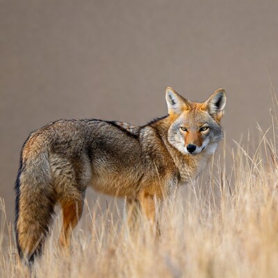Coyote standing in dry grass